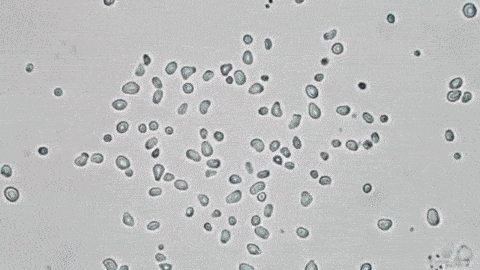 Partículas de polen en el microscopio