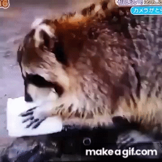 Mapache y su copo de azucar